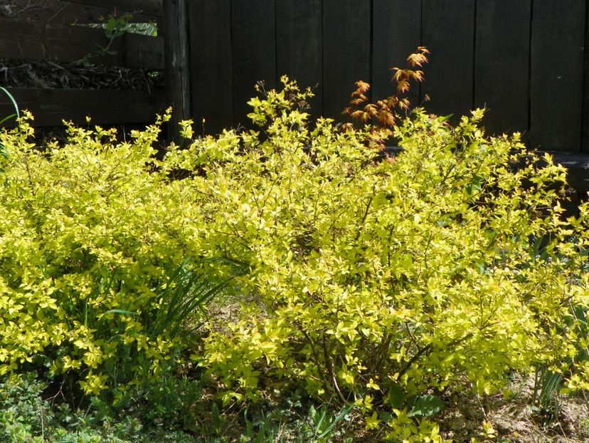 spiraea Gold Mound - z-Dobarland 2018