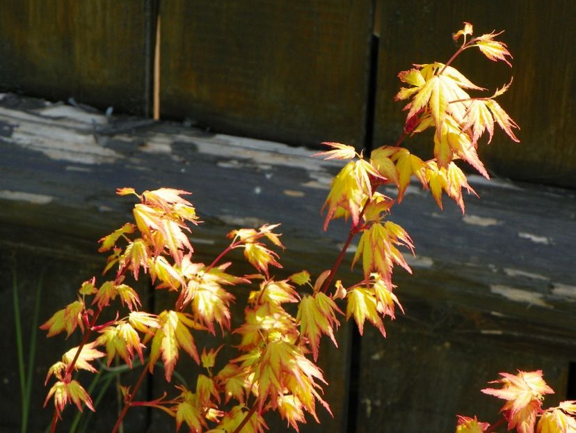 acer palmatum Orange Dream - z-Dobarland 2018