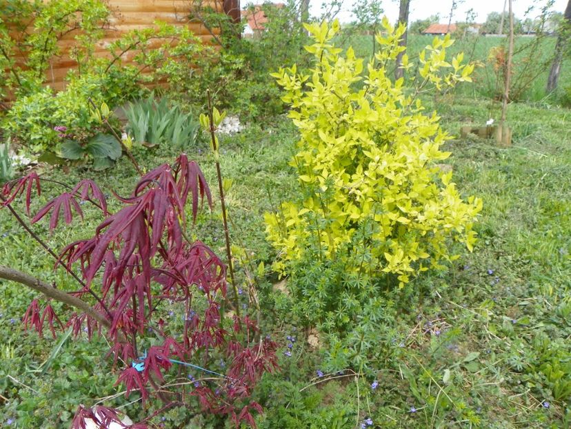 acer palmatum Trompenburg si philadelphus aureus - z-Dobarland 2018