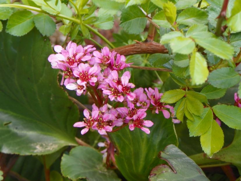 bergenia cordifolia - z-Dobarland 2018