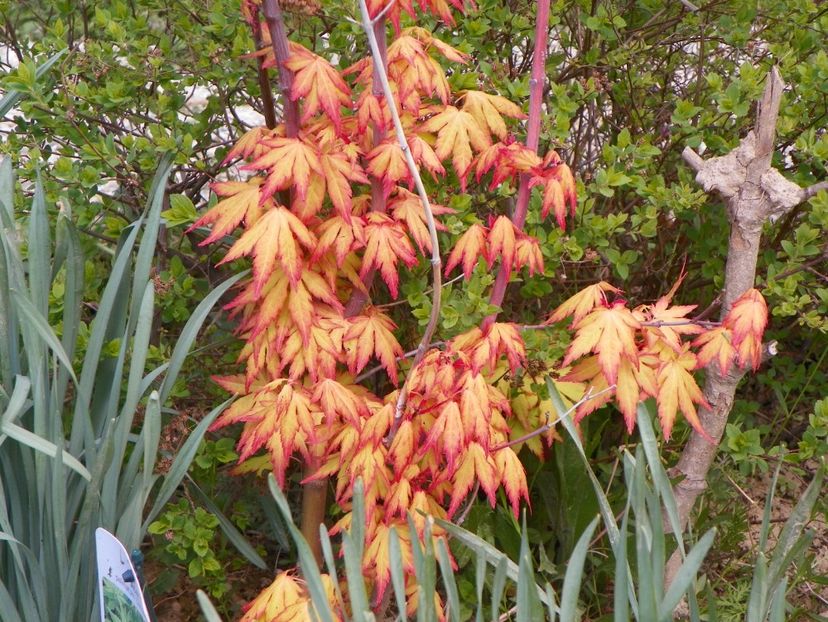 acer palmatum Sango-kaku - z-Dobarland 2018