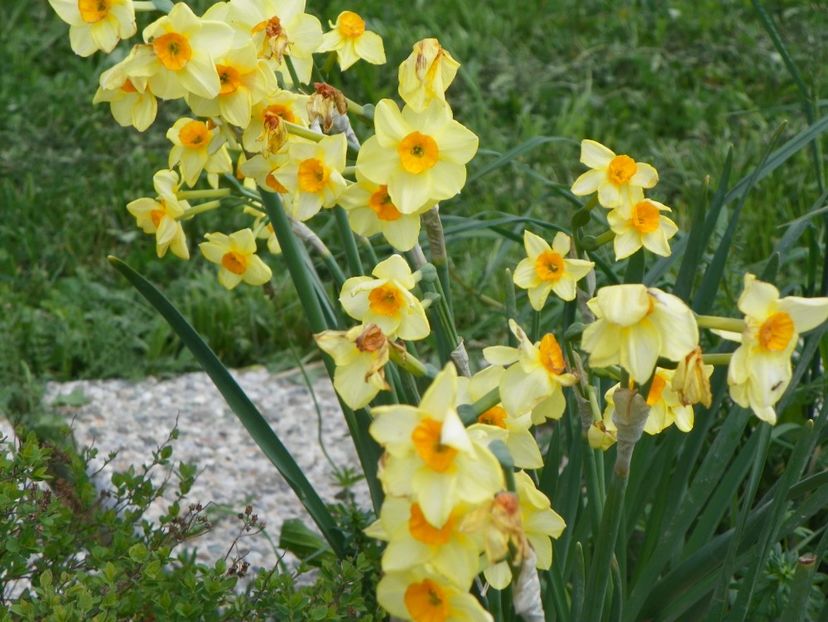 narcise Suzy - z-Dobarland 2018