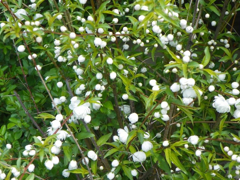 prunus glandulosa Alba Plena - z-Dobarland 2018