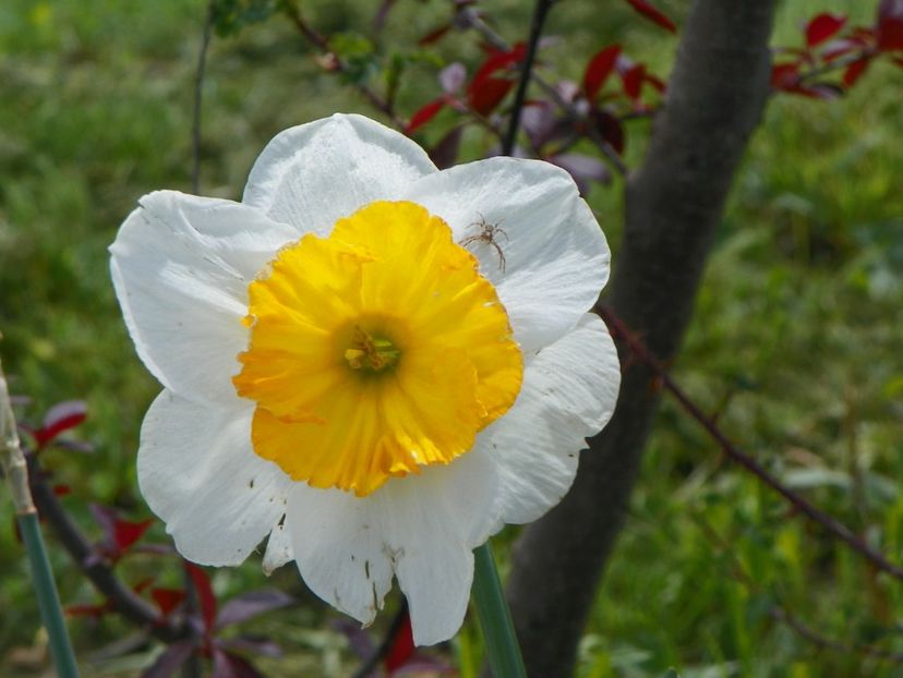 narcisa Barrett Browning - z-Dobarland 2018