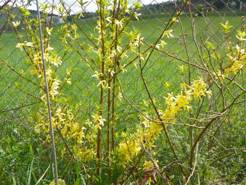 forsythia Lemon Supreme - z-Dobarland 2018