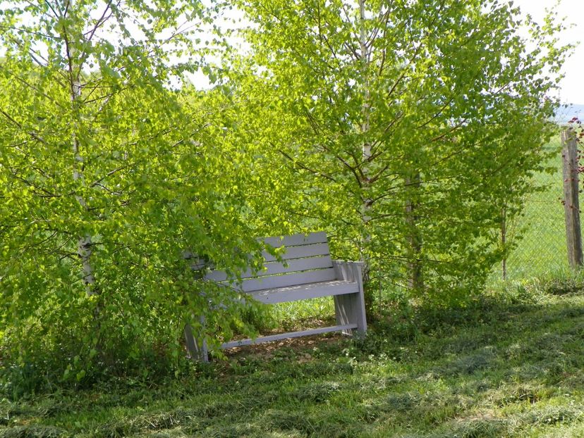 mesteceni - z-Dobarland 2018