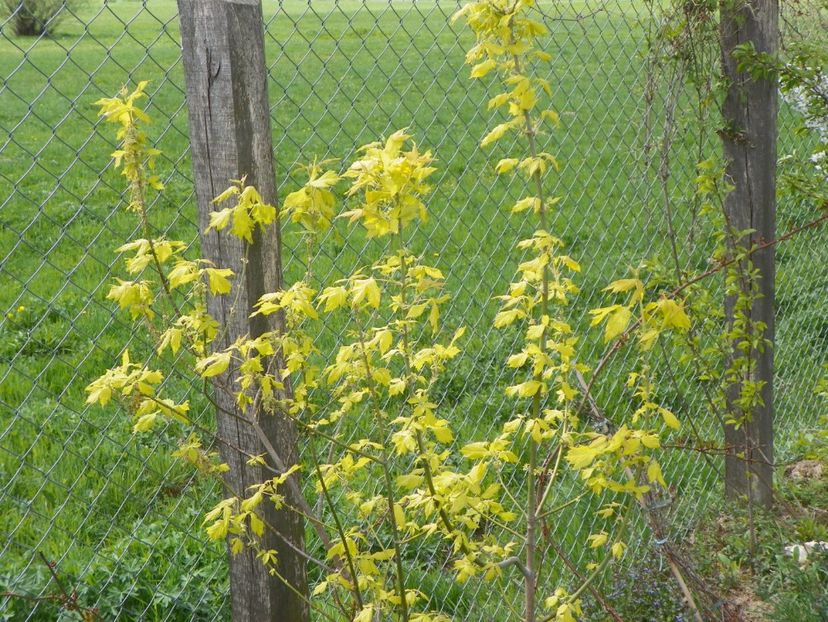 acer Kelly's Gold - z-Dobarland 2018