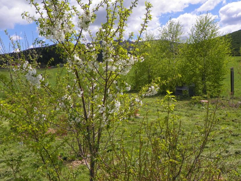 20 apr (51) - z-Dobarland 2018