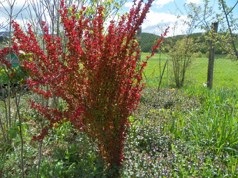 berberis Orange Rocket - z-Dobarland 2018