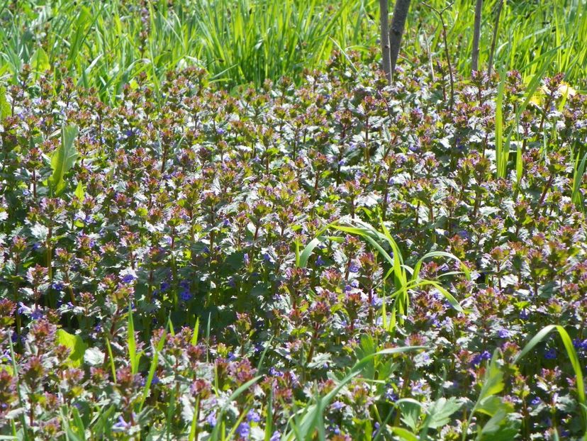 glechoma hederacea - z-Dobarland 2018