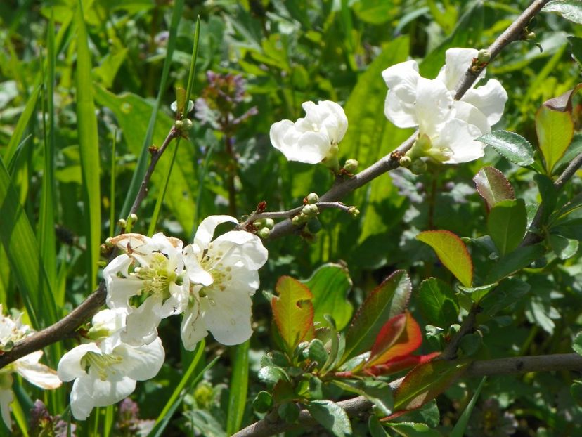 chaenomeles Nivalis - z-Dobarland 2018