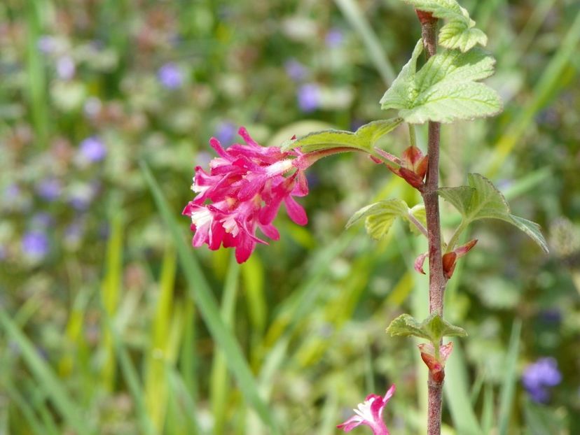 ribes sang. King Edward - z-Dobarland 2018