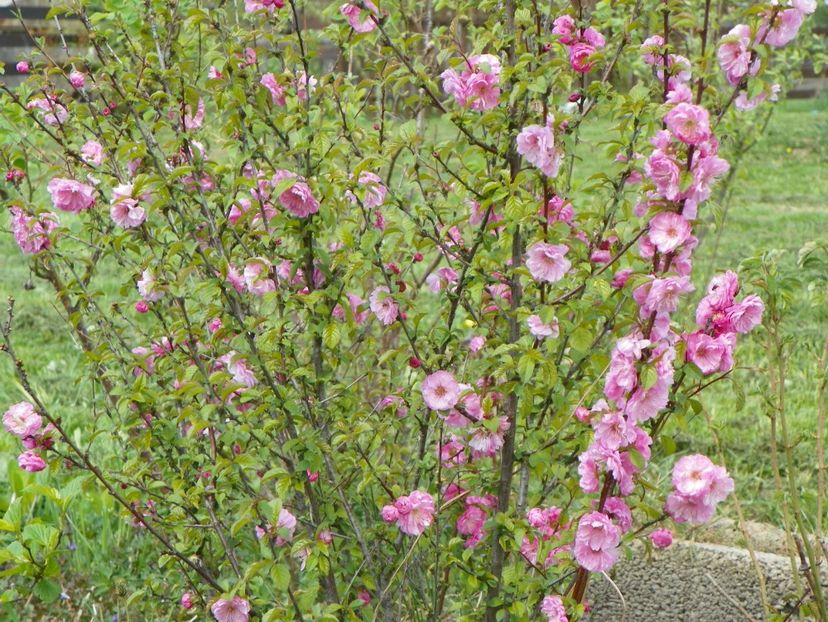 prunus triloba - z-Dobarland 2018
