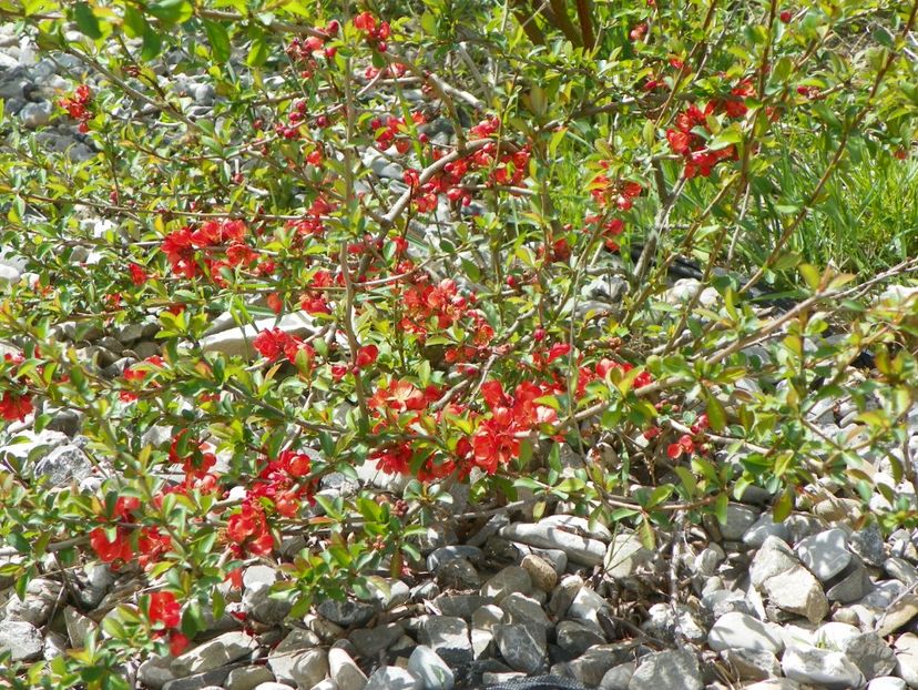 chaenomeles Firedance - z-Dobarland 2018