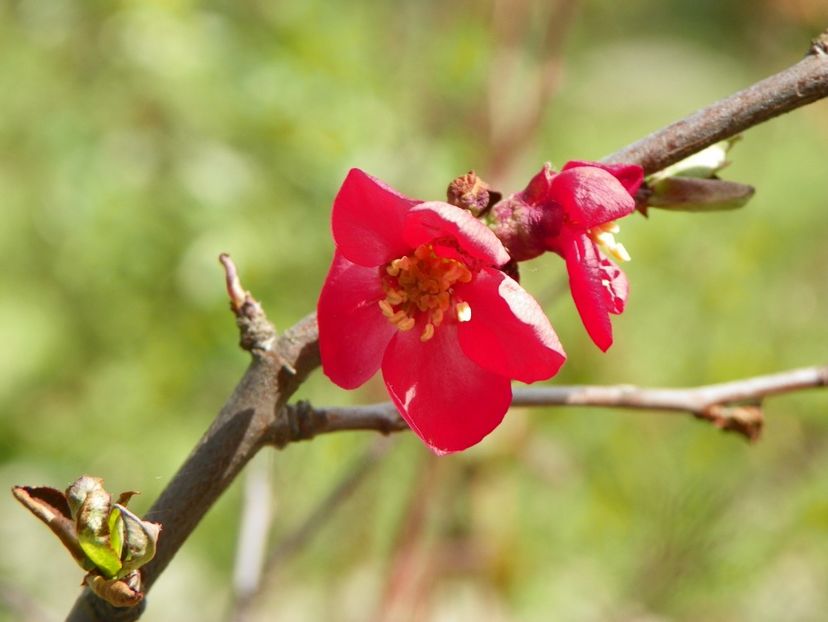 chaenomeles special - z-Dobarland 2018