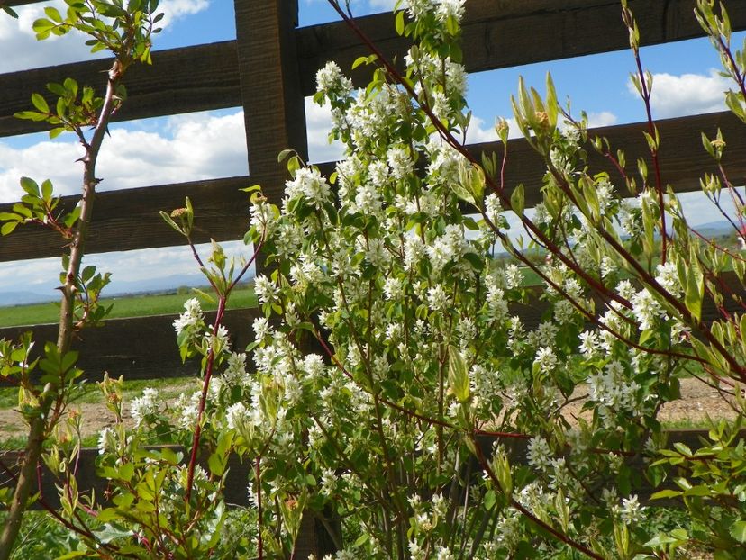 amelanchier Obelisk - z-Dobarland 2018