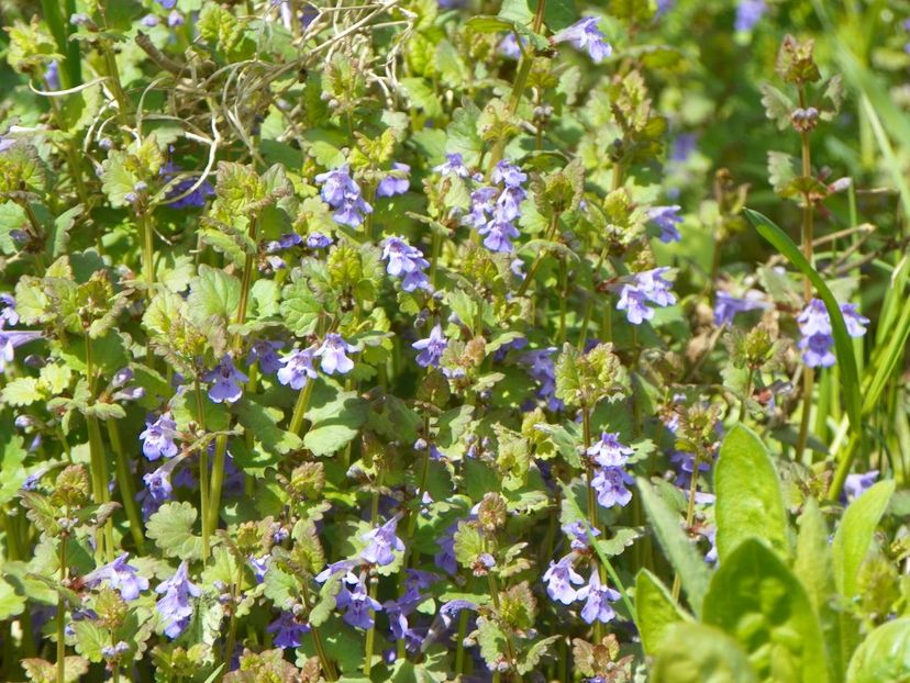 glechoma hederacea - z-Dobarland 2018