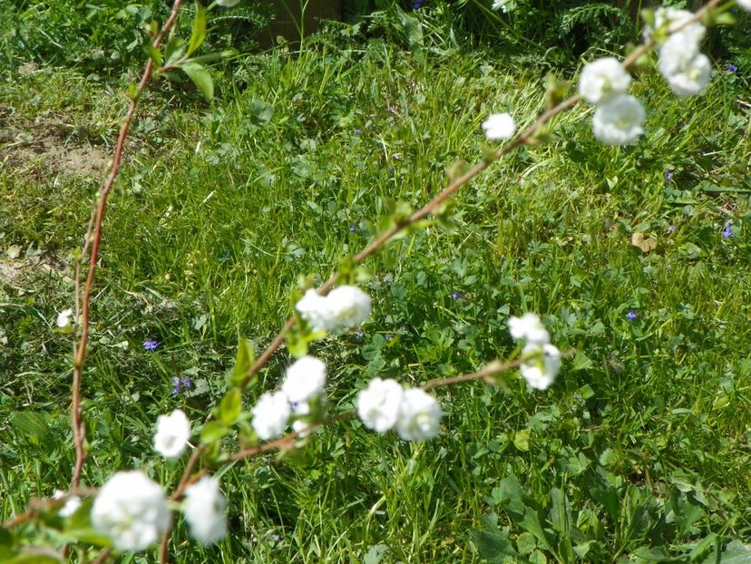 spiraea prunifolia Pleniflora - z-Dobarland 2018