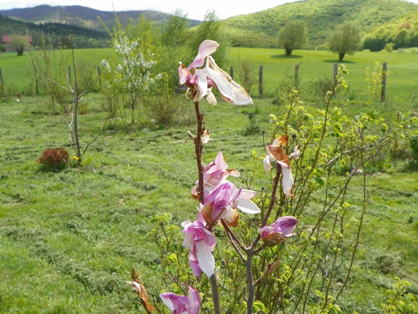 magnolia Leonard Messel - z-Dobarland 2018