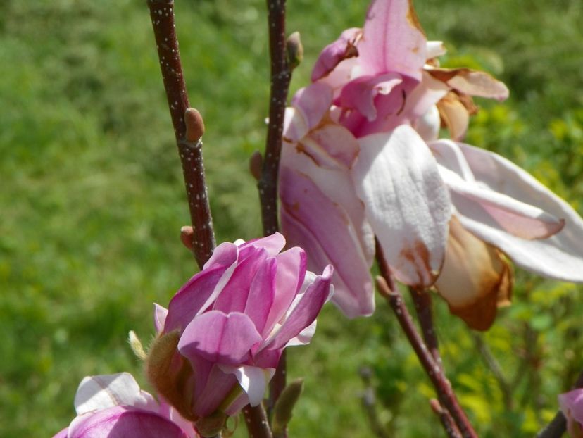 magnolia Leonard Messel - z-Dobarland 2018