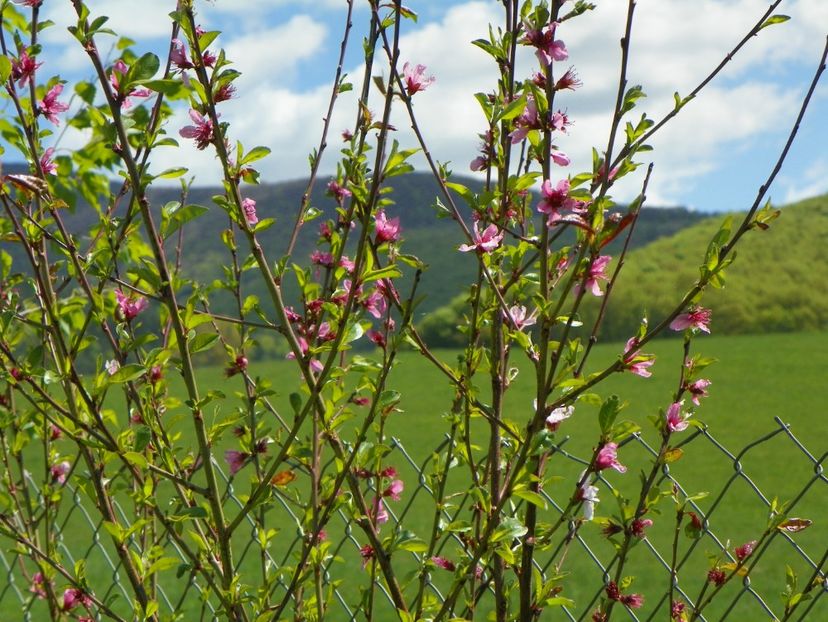 prunus persica - z-Dobarland 2018