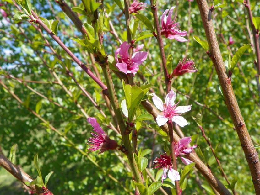 prunus persica - z-Dobarland 2018