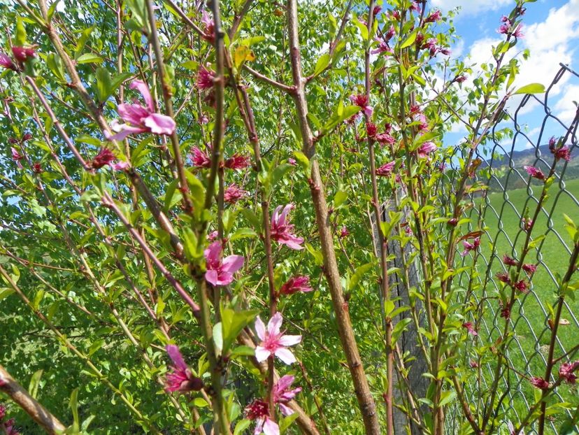 prunus persica - z-Dobarland 2018