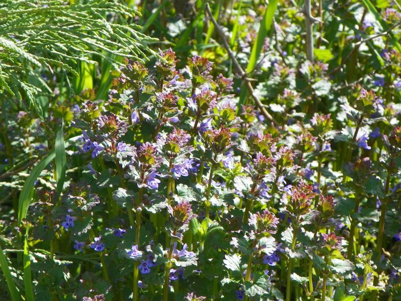 glechoma hederacea - z-Dobarland 2018