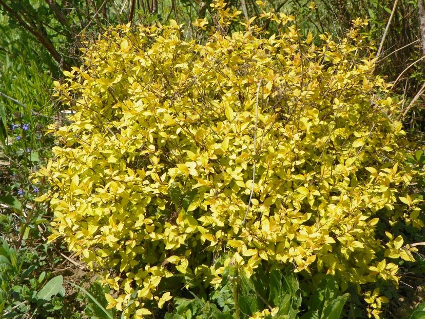 spiraea Golden Princess - z-Dobarland 2018