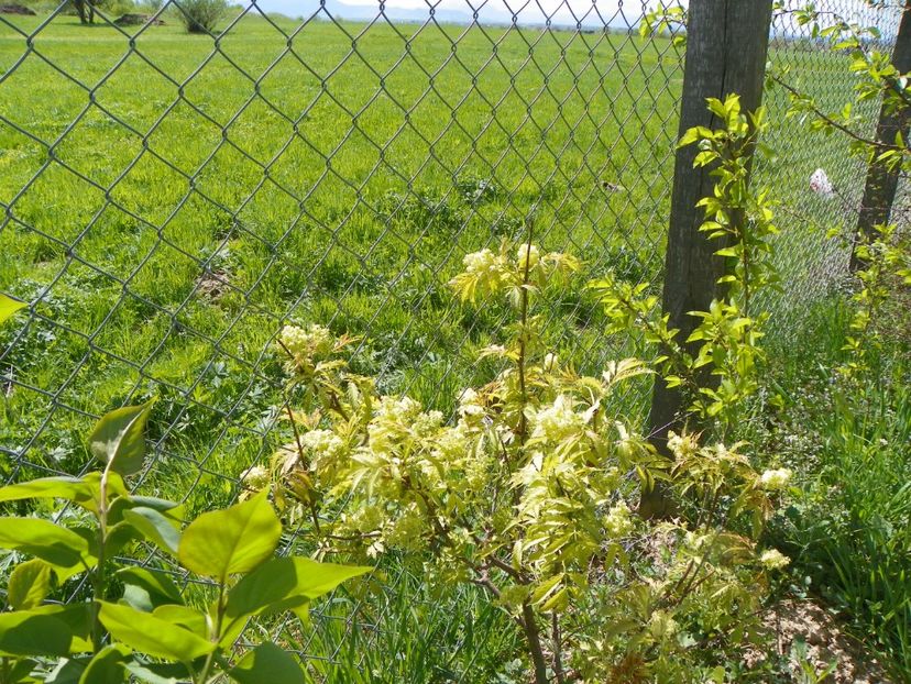 sambucus Southerland Gold - z-Dobarland 2018