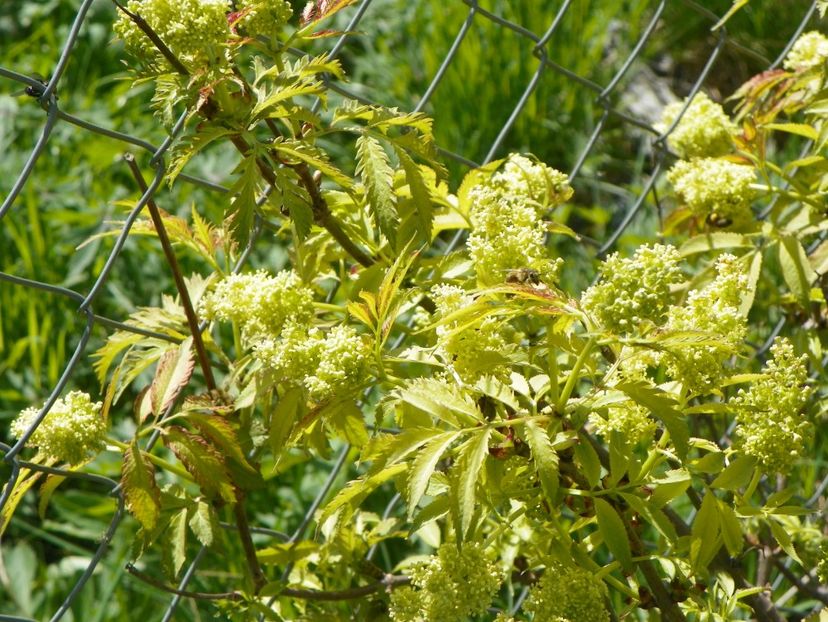 sambucus Southerland Gold - z-Dobarland 2018
