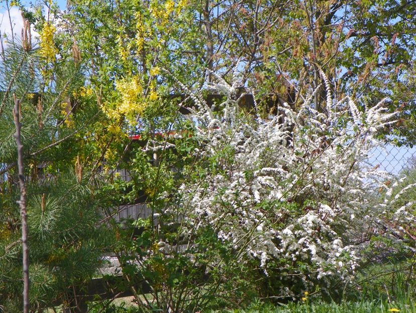 spiraea Grefsheim - z-Dobarland 2018