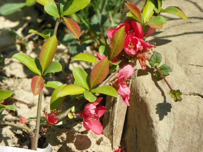 chaenomeles Pink Trail - z-Dobarland 2018