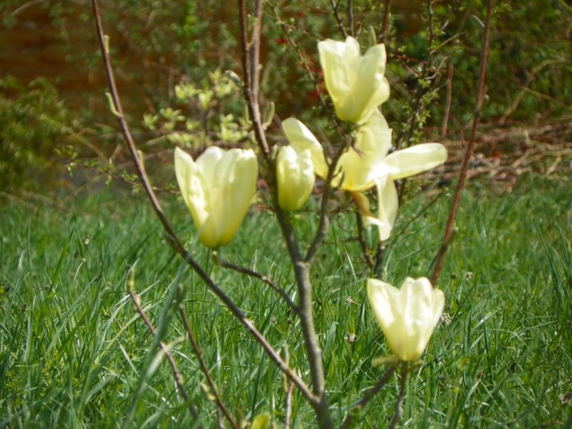 magnolia Yellow Lantern - z-Dobarland 2018