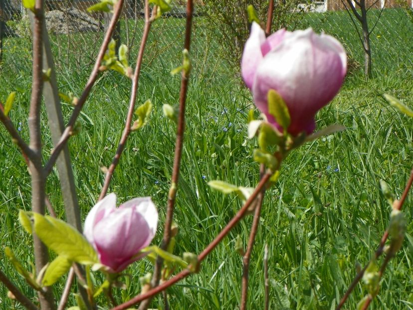 magnolia Rustica Rubra - z-Dobarland 2018