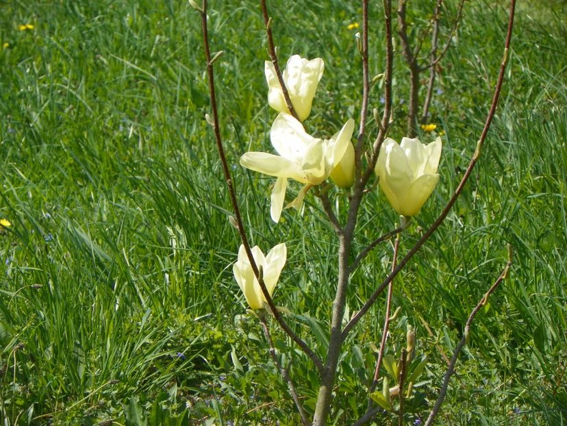 magnolia Yellow Lantern - z-Dobarland 2018