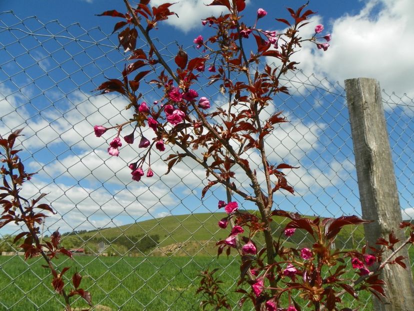 prunus Royal Burgundy - z-Dobarland 2018