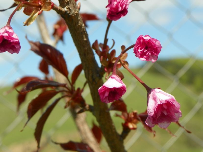 prunus Royal Burgundy - z-Dobarland 2018