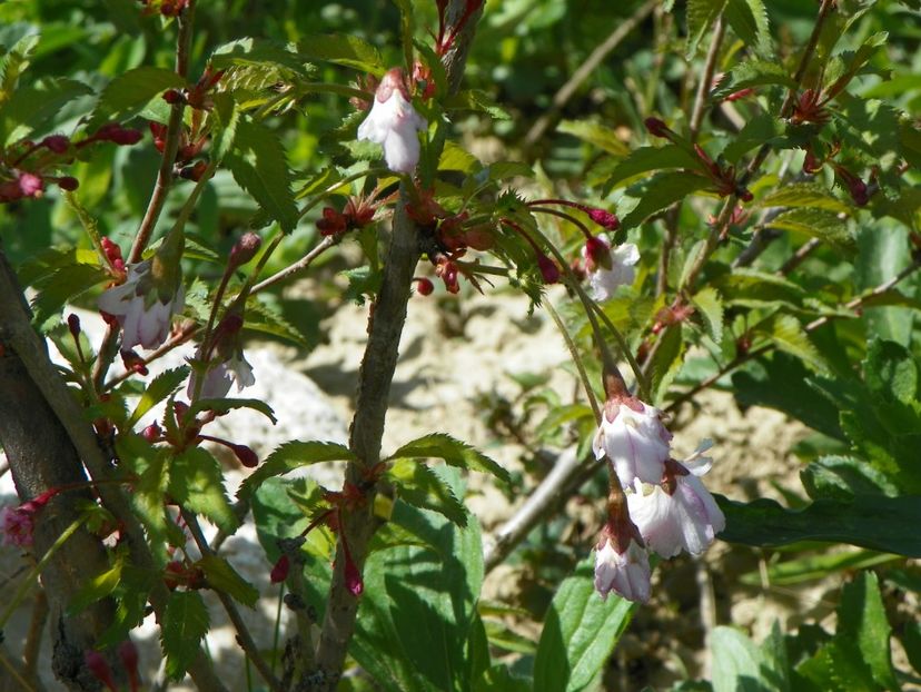 prunus incisa Mikinori - z-Dobarland 2018