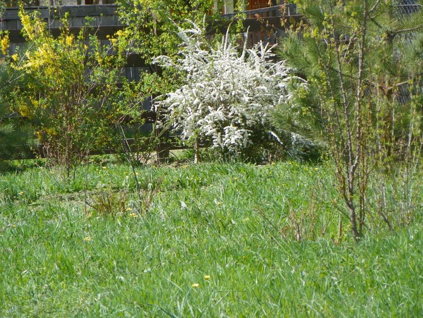 spiraea Grefsheim - z-Dobarland 2018