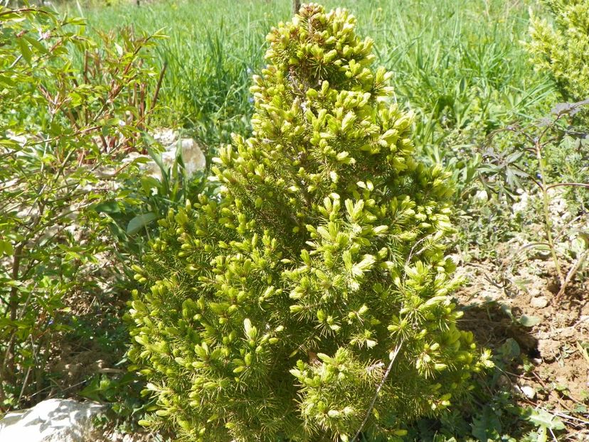 picea Daisy's White - z-Dobarland 2018