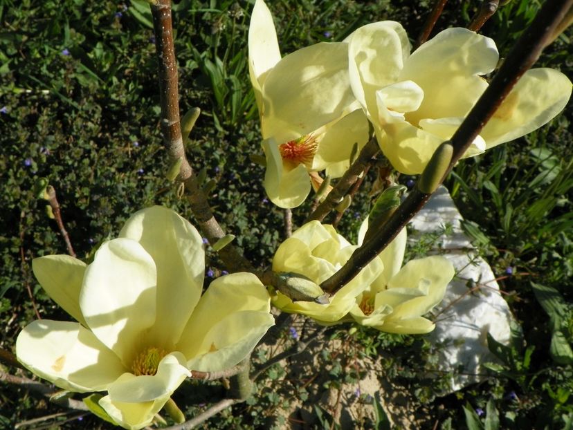 magnolia Yellow Lantern - z-Dobarland 2018