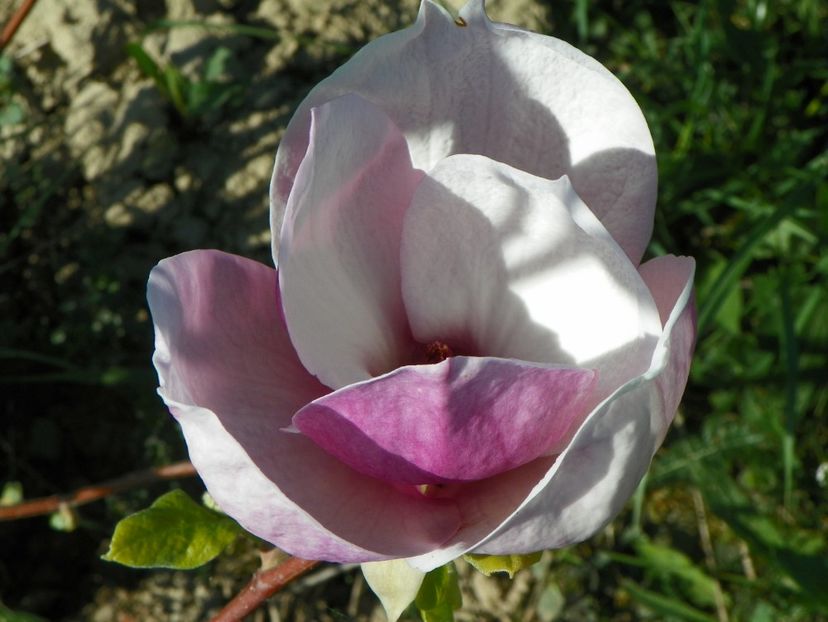 magnolia Rustica Rubra - z-Dobarland 2018