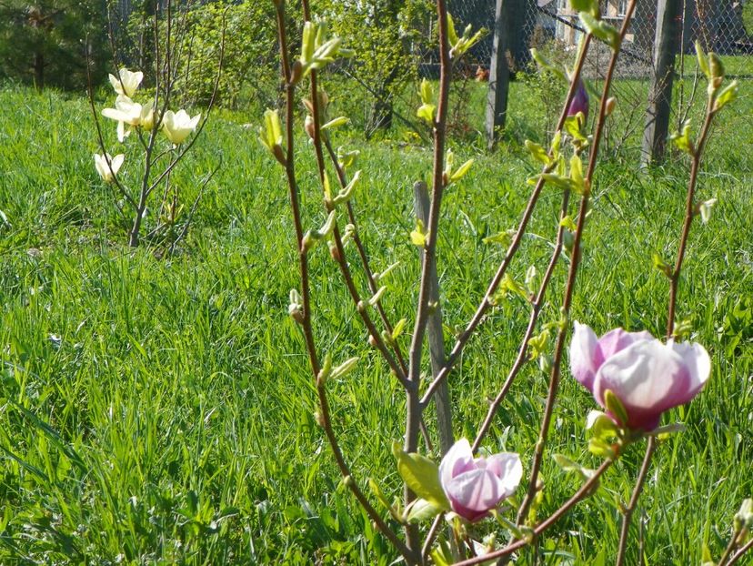 magnolia Rustica Rubra si Yellow Lantern - z-Dobarland 2018