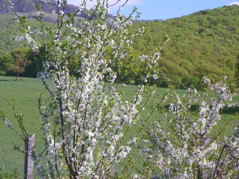 visini - z-Dobarland 2018