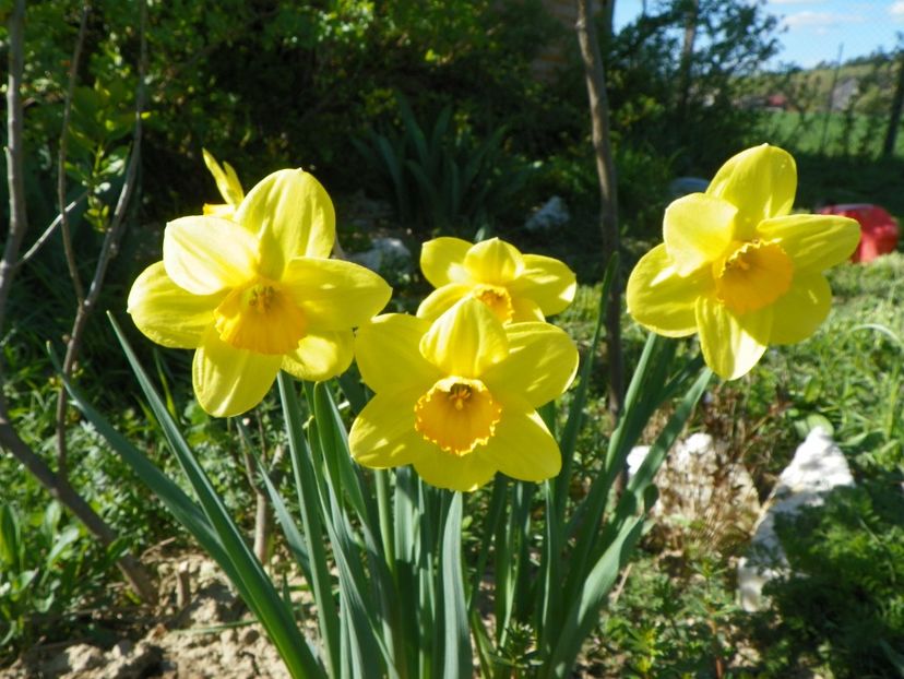 narcise Delibes - z-Dobarland 2018