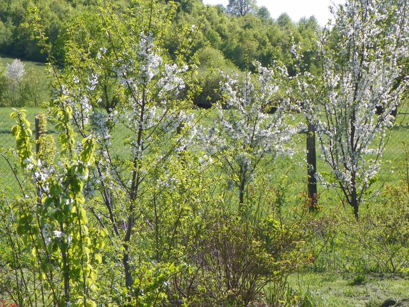 visini - z-Dobarland 2018