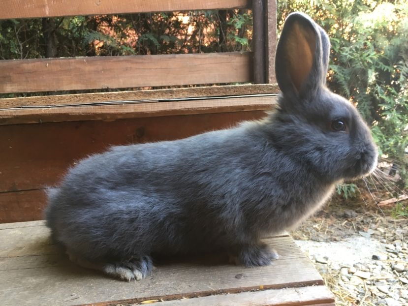 F 2 luni - 1 - Cuib 18-02-2018 - 4 pui