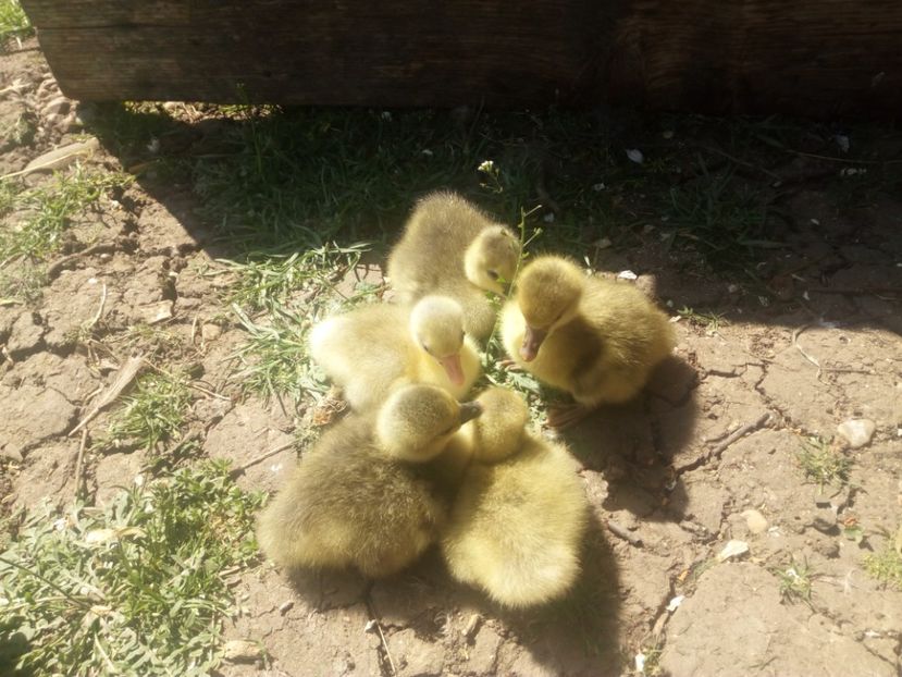  - Boboci de gasca 2018