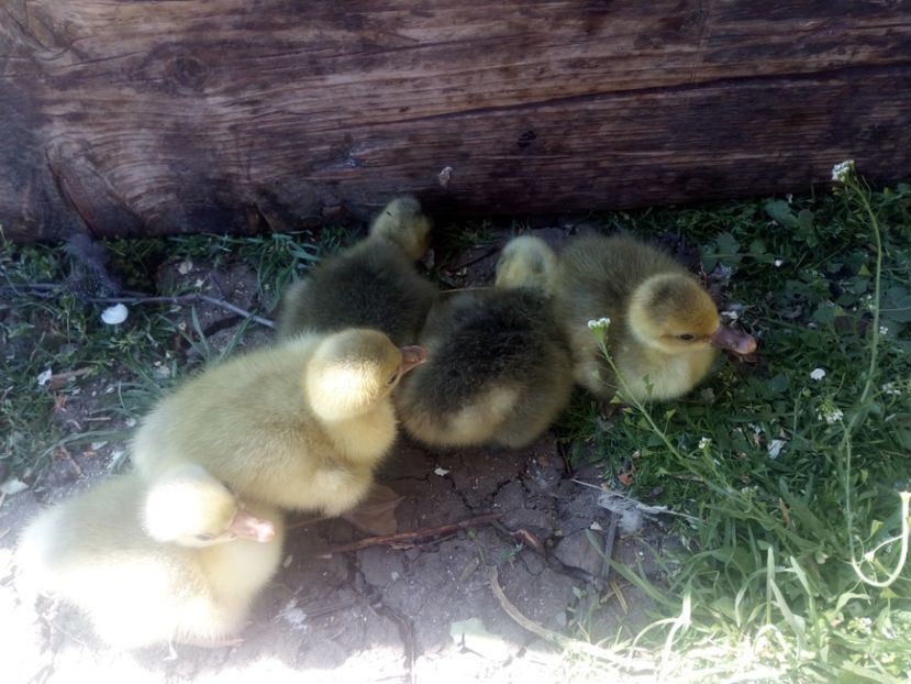  - Boboci de gasca 2018